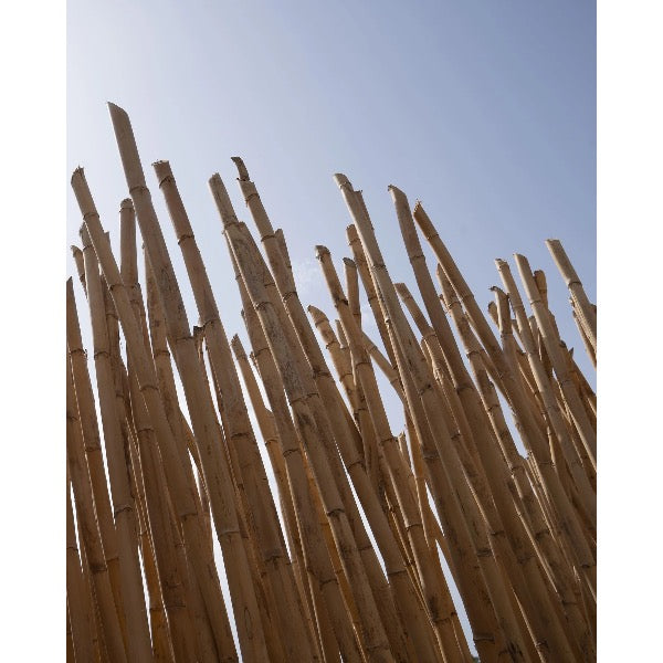 Selmer Paris Premium Bb klarinet riet per stuk